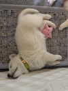 Horner (James Horner) now Bandit at Adoption