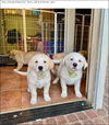 Horner (James Horner) now Bandit at Adoption