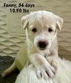 Fanny (Lollie at adoption)