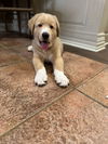 Haydn (Diego at Adoption)