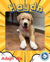 Haydn (Diego at Adoption)