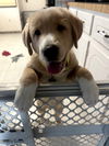 Haydn (Diego at Adoption)