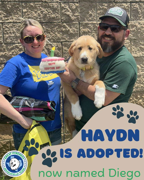 Haydn (Diego at Adoption)