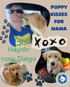 Haydn (Diego at Adoption)