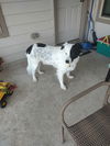 Petey