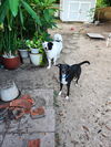 Petey (Peter)