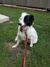Petey (Peter)