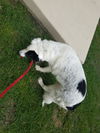 Petey (Peter)