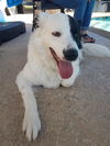 Petey (Peter)