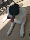 Petey (Peter)