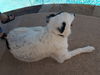 Petey (Peter)