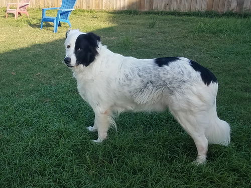 Petey (Peter)