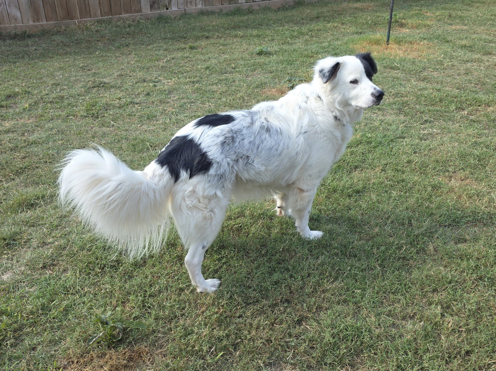 Petey