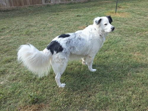 Petey