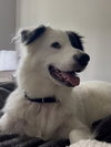 Petey