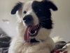 Petey