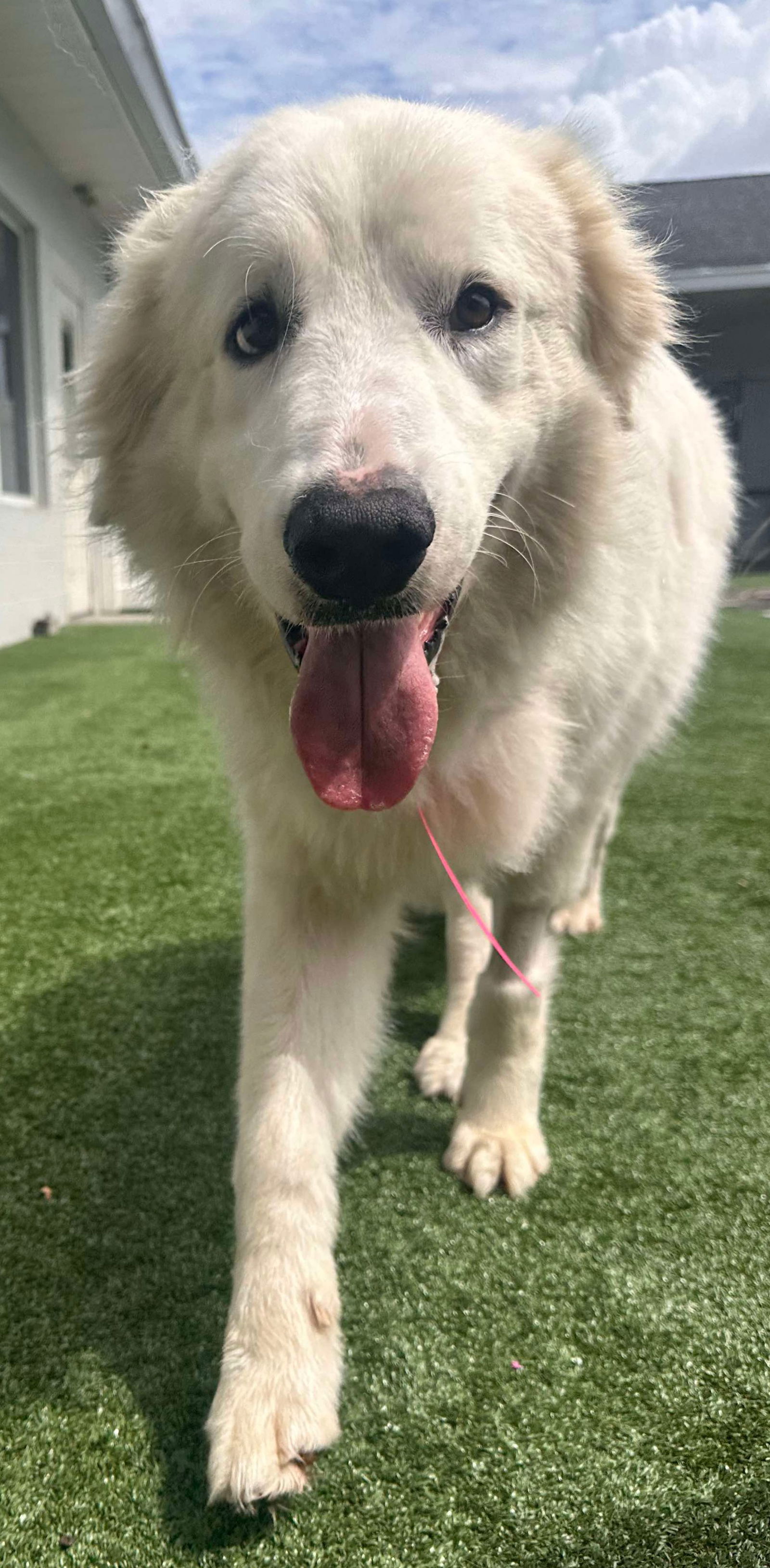 adoptable Dog in Houston, TX named Santa