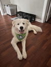 Scout (now Wrigley)