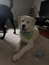 Scout (now Wrigley)