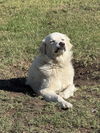 Charlie (aka Charles II)
