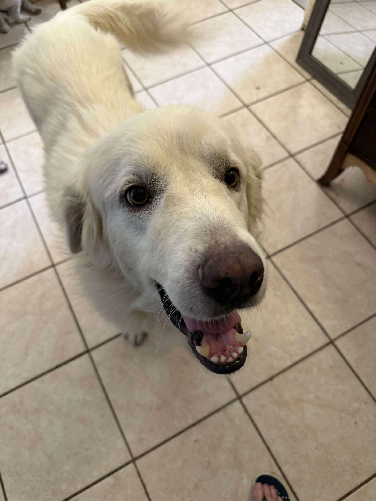 adoptable Dog in Houston, TX named Charlie (aka Charles II)