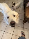 Charlie (aka Charles II)