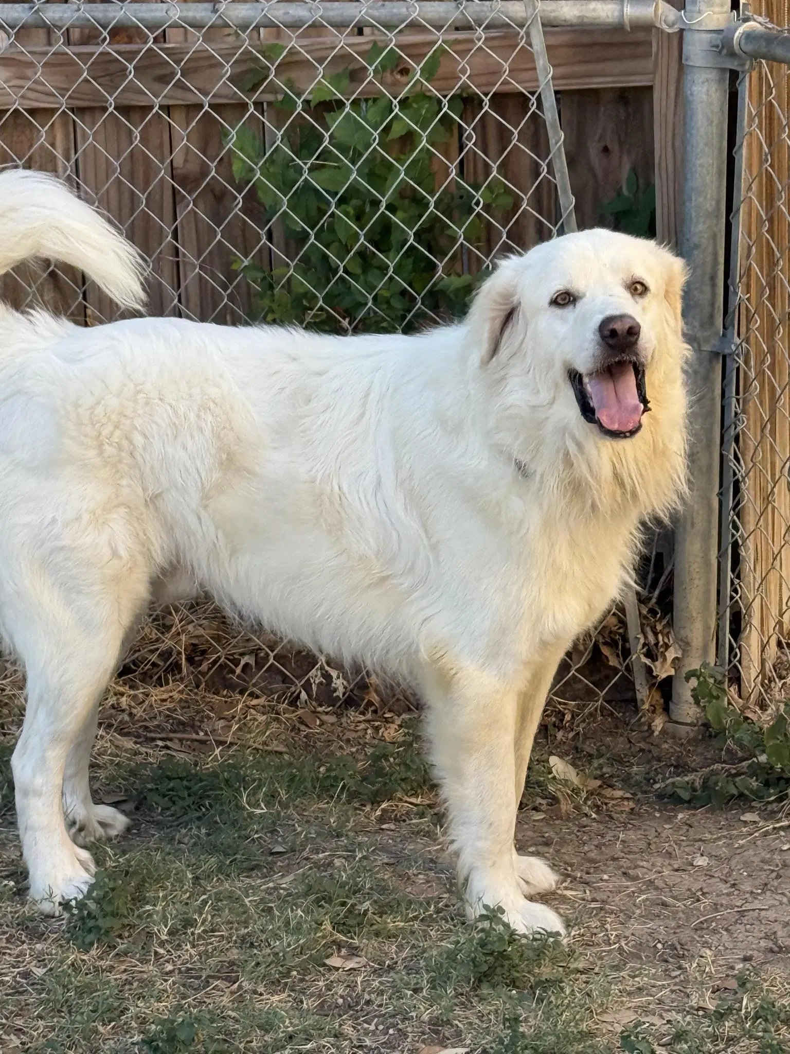 Charlie Aka Charles Ii - Great Pyrenees