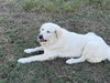 Charlie (aka Charles II)