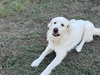 Charlie (aka Charles II)