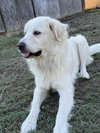 Charlie (aka Charles II)