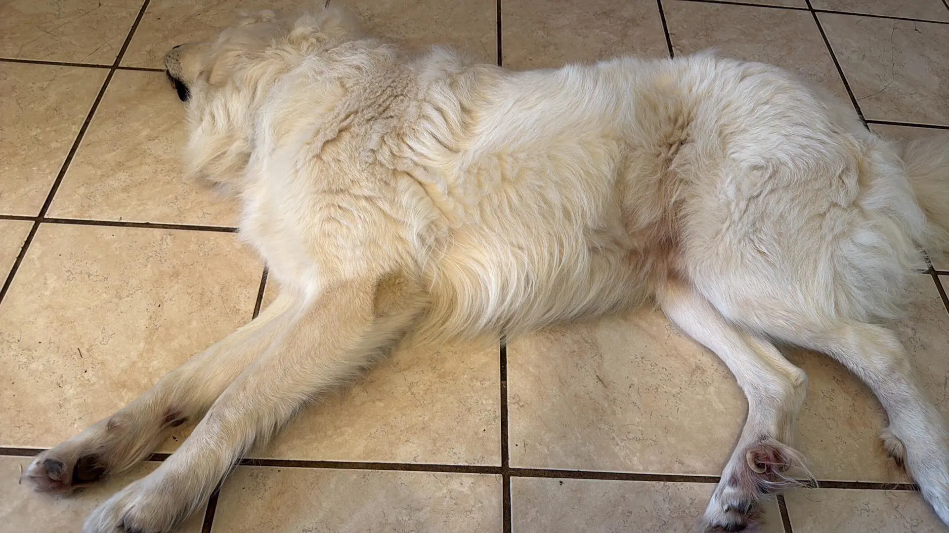 Charlie Aka Charles Ii image 3