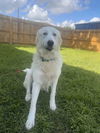 Harper (fka Hanna at BARC shelter)