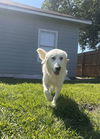 Harper (fka Hanna at BARC shelter)