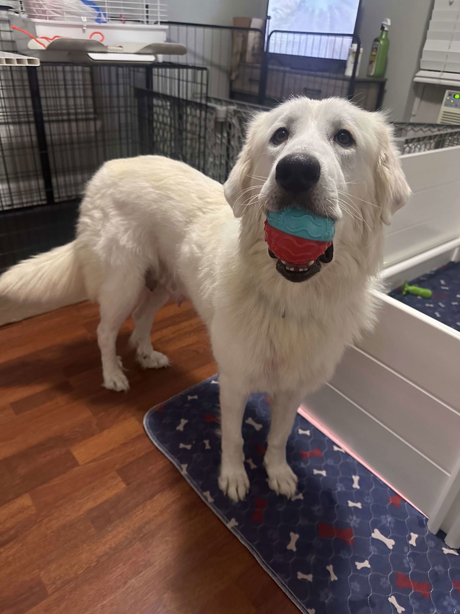 adoptable Dog in Houston, TX named Harper (fka Hanna at BARC shelter)