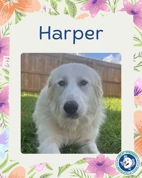 Harper (fka Hanna at BARC shelter)