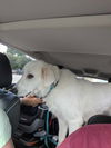Harper (fka Hanna at BARC shelter)