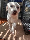 Lyla (fka Betsy at BARC shelter)