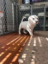 Lyla (fka Betsy at BARC shelter)