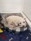 Lyla (fka Betsy at BARC shelter)