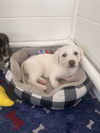 Lyla (fka Betsy at BARC shelter)