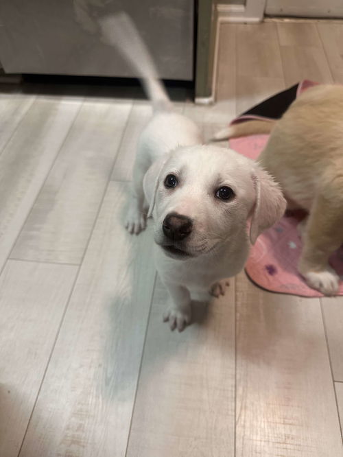 Lyla (fka Betsy at BARC shelter)