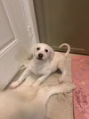 Lyla (fka Betsy at BARC shelter)