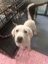 Lyla (fka Betsy at BARC shelter)