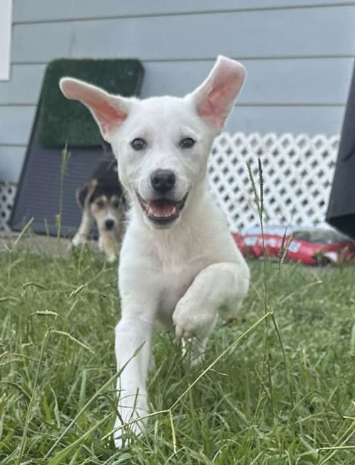 Lyla (fka Betsy at BARC shelter)