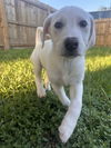 Lyla (fka Betsy at BARC shelter)