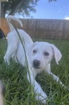 Lyla (fka Betsy at BARC shelter)