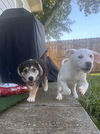 Lyla (fka Betsy at BARC shelter)