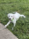Lyla (fka Betsy at BARC shelter)