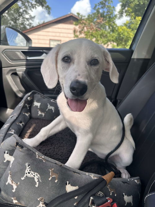 Lyla (fka Betsy at BARC shelter)