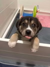 Bohdi (fka Barney at BARC shelter)